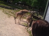 imag0039